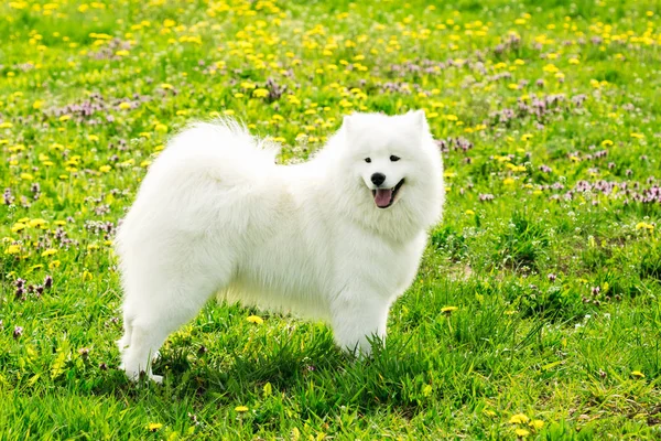 Hermoso perro Samoyedo color blanco —  Fotos de Stock