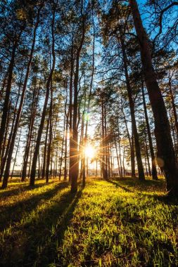 Bir çam parkı içinde güzel gün batımı