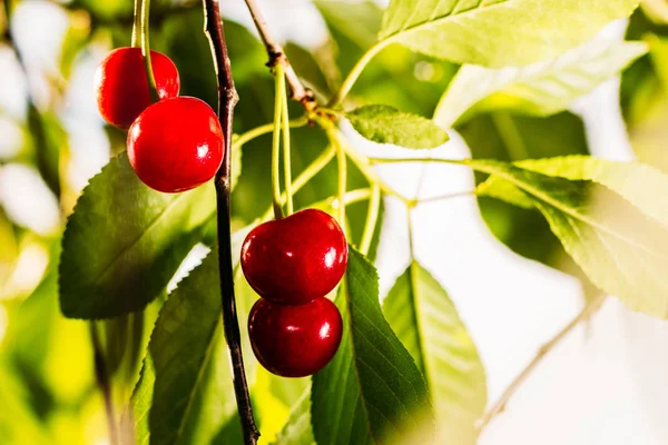 Red ripe cherry in the nature