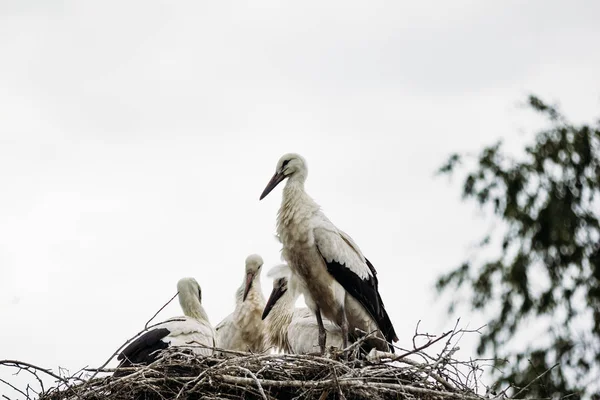 Beautiful wild stork in the nest — Stock Photo, Image