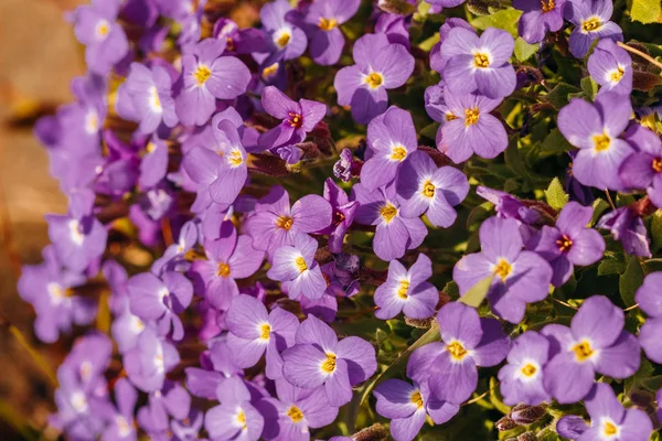 Aubrieta virágok virágágyásba a kertben — Stock Fotó