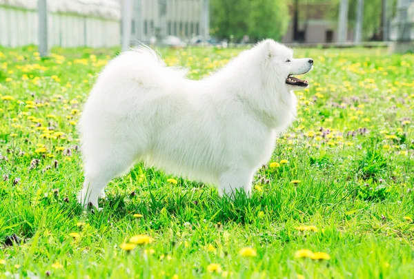 Młody pies biały samojeda — Zdjęcie stockowe