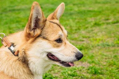 Köpek Corgi kırmızı renk yakın çekim namlu