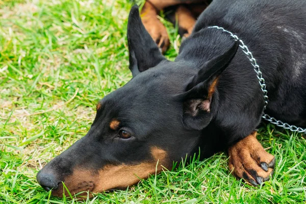 Mynningen på den svarta dobermann på gräset — Stockfoto