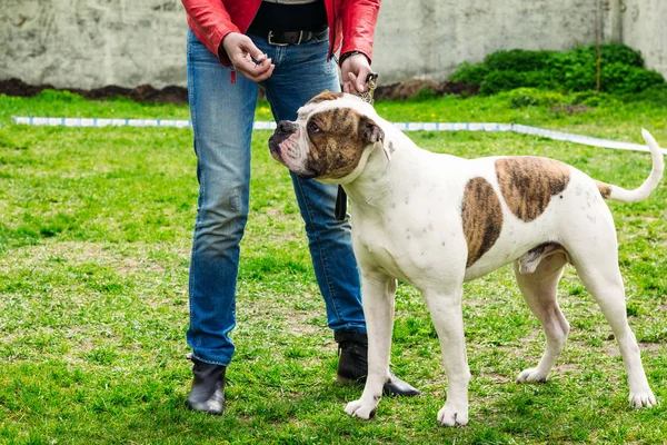 Bulldog sahibini yanındaki — Stok fotoğraf