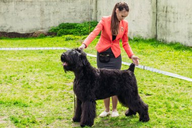 Siyah Dev Schnauzer köpek raf. Gomel, Beyaz Rusya