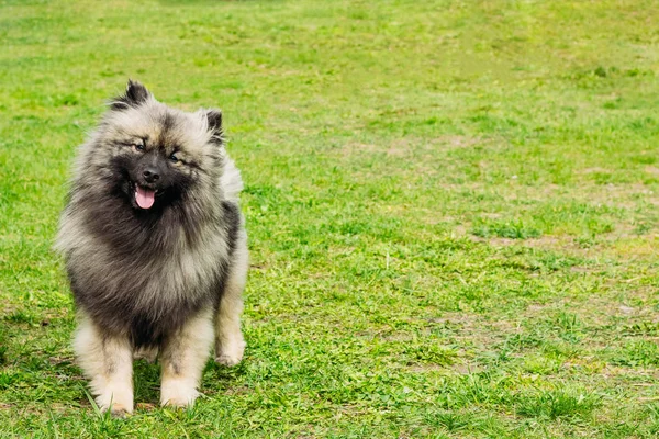 Duitse spitz aangelijnd — Stockfoto