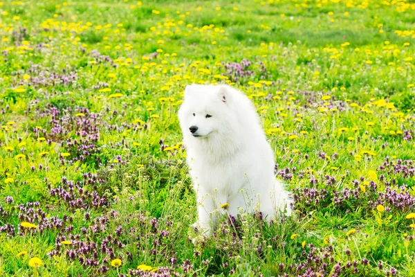 Perro samoyed en el verano verde hierba en un prado —  Fotos de Stock