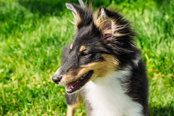 Beau chiot écossais Sheltie, fond vert — Photo