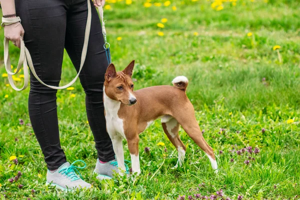 Mooie hond Basenji aan de voeten van de Meesteres — Stockfoto