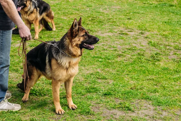 Schöner Schäferhund an der Leine — Stockfoto