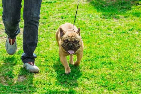 Francouzský buldoček štěně na procházce zelené trávy — Stock fotografie