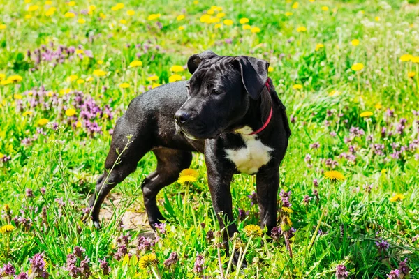 Zwarte Amerikaanse Staffordshireterriër Puppy hond — Stockfoto