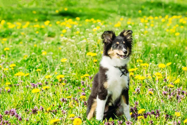 Bonito filhote de cachorro sheltie collie na grama — Fotografia de Stock