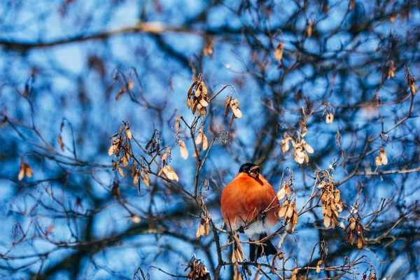 Bullfinch eats seeds from a tree on branches — Stock Photo, Image