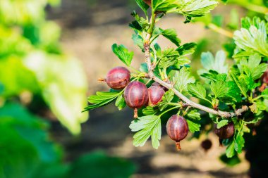 Bektaşi doğada Olgun