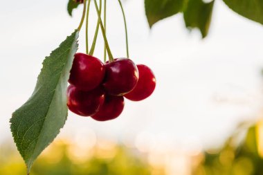 Bir ağaç dalı üzerinde kırmızı kiraz