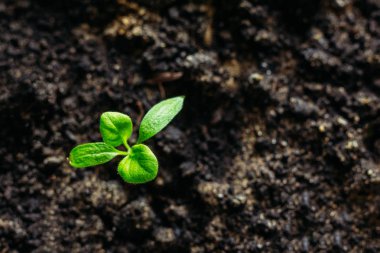 Bitki patlıcan fide Filiz