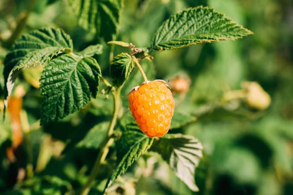 Yellow raspberry variety close-up berry Rechtenvrije Stockafbeeldingen