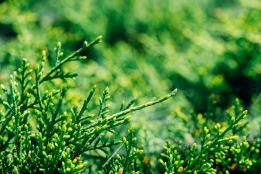 Yeşil arka plan ile şube bitkiler Mazı (bitki)