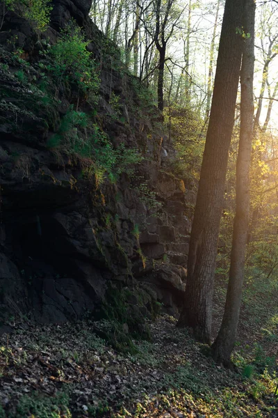 Sabah orman yakınındaki 