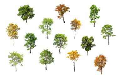 Tayland izole ağaçlar.