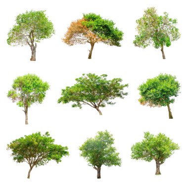 Tayland izole ağaçlar.