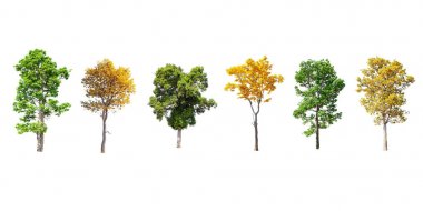 Tayland izole ağaçlar.