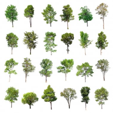 Tayland izole ağaçlar.