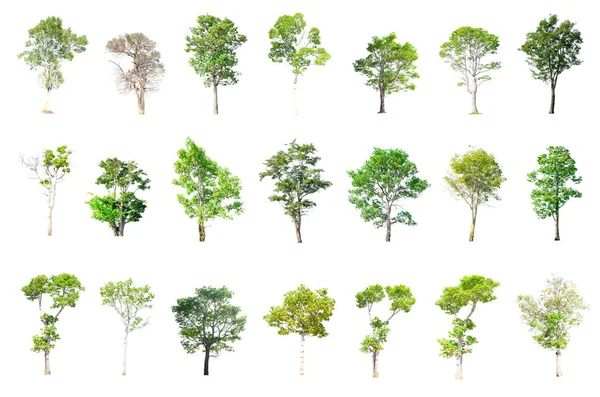 Izolované stromy z Thajska. — Stock fotografie