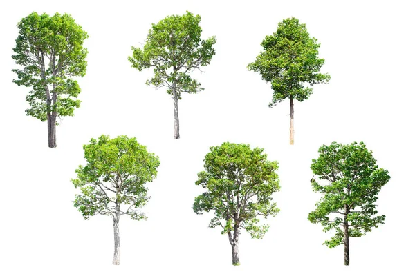 Izolované stromy z Thajska. — Stock fotografie
