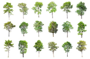 Tayland izole ağaçlar