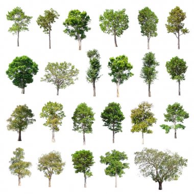 Tayland izole ağaçlar