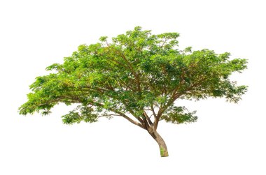 Beyaz arka planda, ağaçlar topluluğu izole ağaçlar.