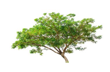 Beyaz arka planda, ağaçlar topluluğu izole ağaçlar.