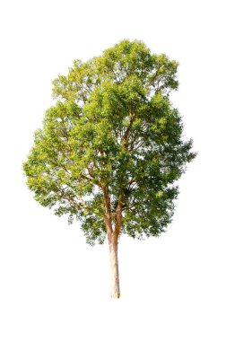 Beyaz arka planda, ağaçlar topluluğu izole ağaçlar.