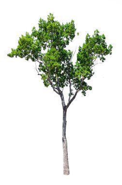 Beyaz arka planda, ağaçlar topluluğu izole ağaçlar.