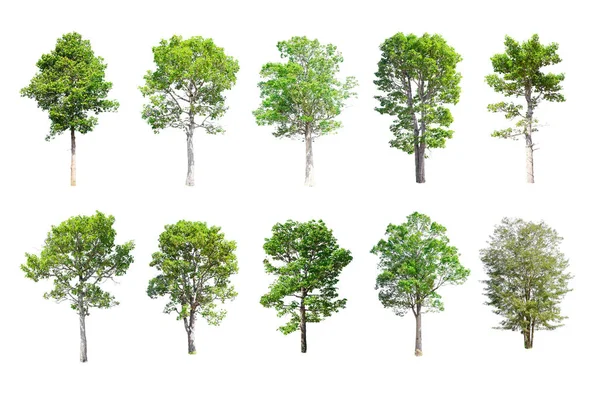 Izolované stromy z Thajska — Stock fotografie