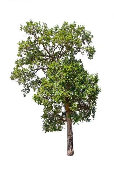 白い背景の木のコレクション上の孤立木. — ストック写真
