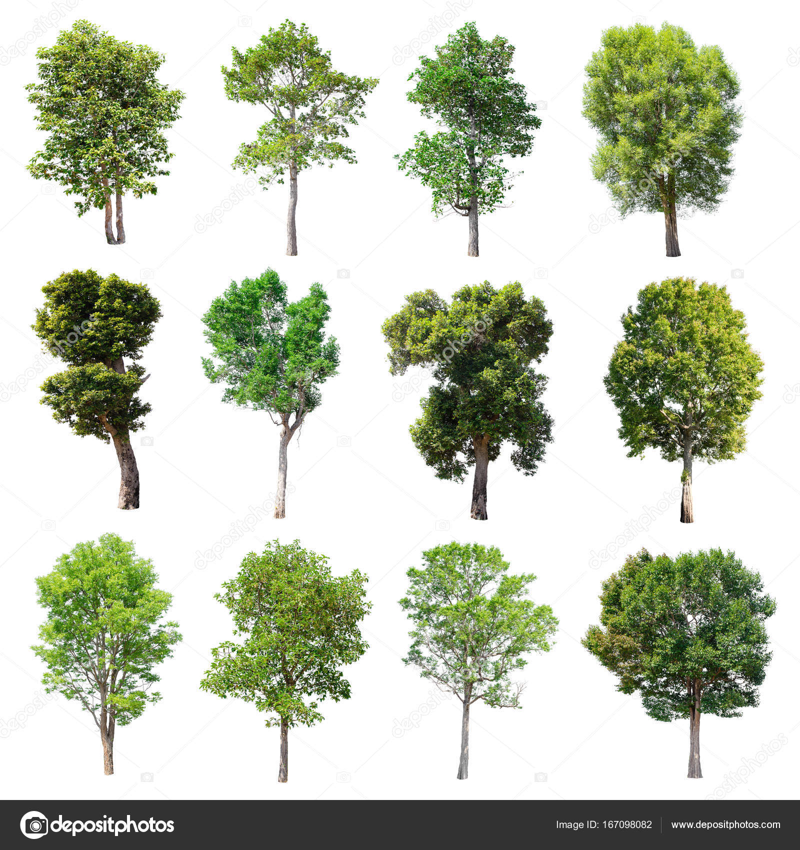 Conjunto de árboles fotos de stock, imágenes de Conjunto de árboles sin  royalties | Depositphotos