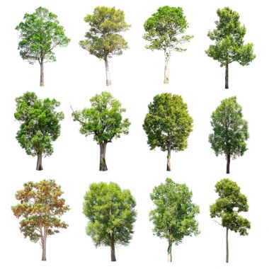 Beyaz arka plan üzerinde izole ağaçlar set.