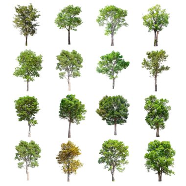 Beyaz arka plan üzerinde izole ağaçlar set.