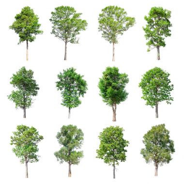 Beyaz arka plan üzerinde izole ağaçlar set.