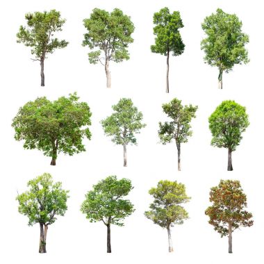 Beyaz arka plan üzerinde izole ağaçlar set.