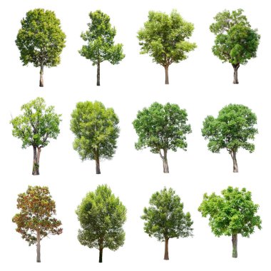 Beyaz arka plan üzerinde izole ağaçlar set.