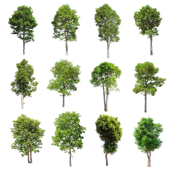 Conjunto de árvores isoladas sobre fundo branco . — Fotografia de Stock