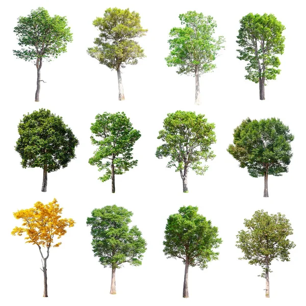 Beyaz arka plan üzerinde izole ağaçlar set.