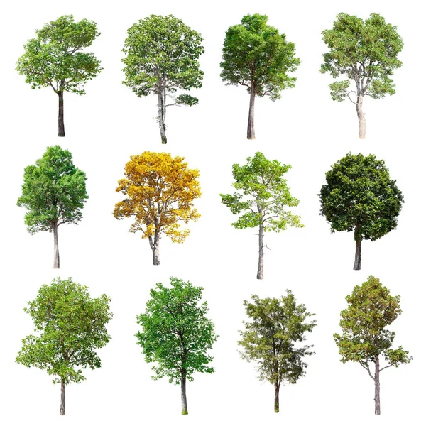Beyaz arka plan üzerinde izole ağaçlar set.