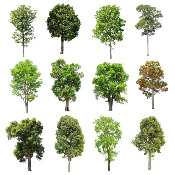 Beyaz arka plan üzerinde izole ağaçlar set.