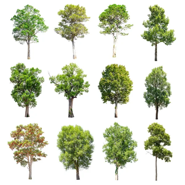 Beyaz arka plan üzerinde izole ağaçlar set.